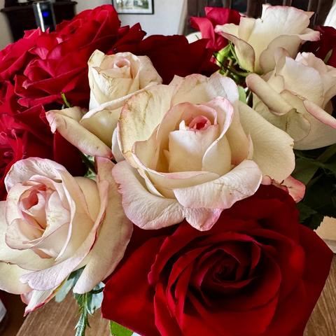 Closeup iPhone photo of roses in a vase, they’re big and open, some are yellow with pink edges and some are rich crimson red
