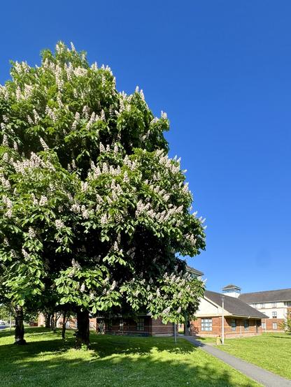 A wide portrait view of a tall wide deciduous tree speckled all over with white flower stalks next to relatively modern buildings with a path leading to the buildings through a well kept lawn in the foreground and a rock clear blue sky above.