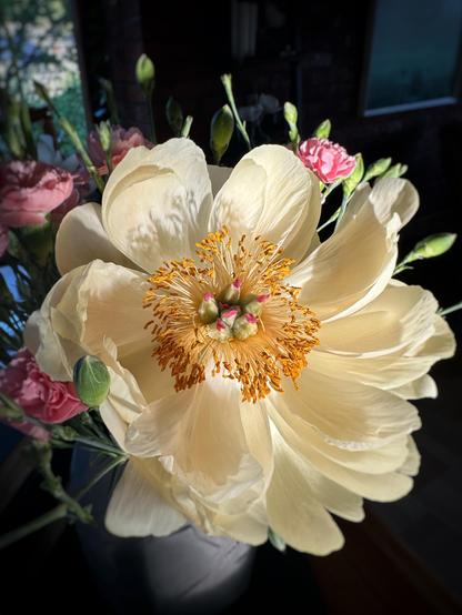 A soft pinkish yellow peony with a yellow center and five bulbous green protrusions with hot pink frills in the middle.