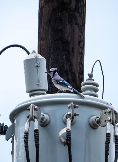 Blue Jay on a transformer