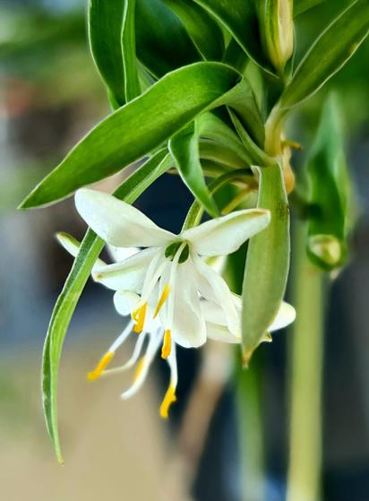 Eine Fotografie.
Unscharfer Hibtergrund. Erahnbar ist ein Treppenhaus.

Im Fokus des Bildes befindet sich eine starkvergrößerte weiße Blüte. Die Blüte gehört zu einer Grünlilie. Die kleine gelben Pollenstempel der Blüte sind nahezu mittig im Bild.
Auch das lange, schmale, hellgrüne Blattwerk der Pflanze ist stellenweise scharf.