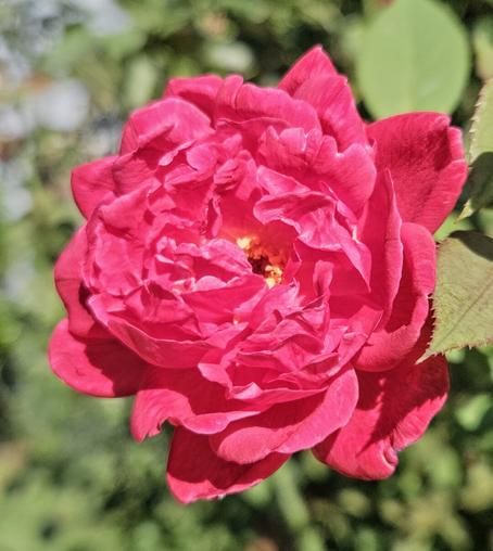 Close up of a big, fluffy, red rose in a green, thorny, bush.
