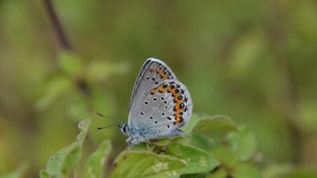Mit dem Insektensterben geht auch die Zahl der Schmetterlingsarten immer weiter zurück