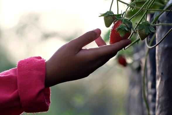 # Campagne PlanThealth4Life: la protection de la santé des plantes dans l'UE