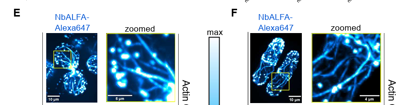 A screen grab of microscopy images labeled NbAlfa-Alexa647. 
The left is saccharomyces yeast, the right is pombe yeast. The images show actin in cyan.