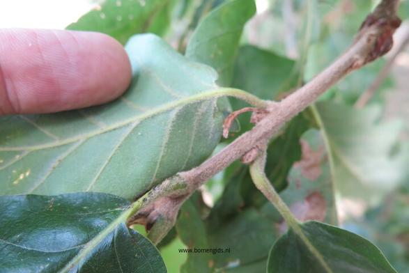 Photo of treespecies Quercus macranthera : Category is blad-leaf-blatt-feuille-hoja