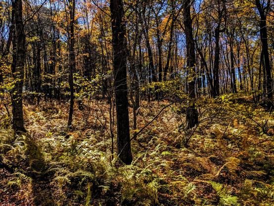 We are standing in a hardwood forest carpeted with ferns. The leaves are wearing the golds, oranges and bright yellow greens of autumn. The ferns have faded to light greens and golden browns. The afternoon sun is shining from directly ahead, backlighting the leaves and the ferns, enriching the color display.