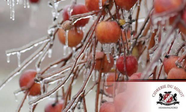 Frozen apples on tree