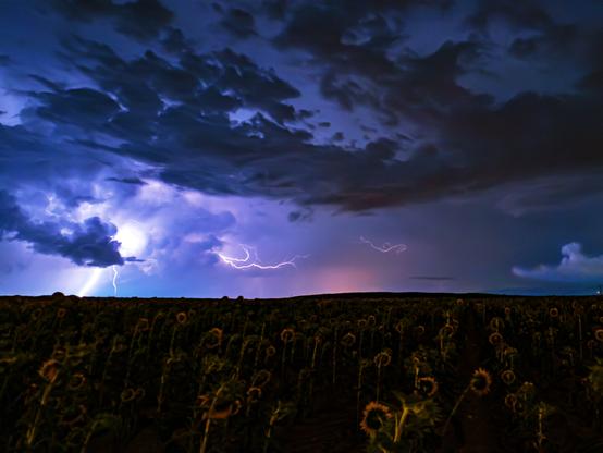 𝗣𝗶𝗰𝘁𝘂𝗿𝗲 𝗗𝗲𝘀𝗰𝗿𝗶𝗽𝘁𝗶𝗼𝗻 (𝗘𝗻𝗴): The picture shows a field of sunflowers on a stormy night with a sky covered in dense, dark clouds and several lightning bolts in the background.

𝗗𝗲𝘀𝗰𝗿𝗶𝗽𝗰𝗶𝗼́𝗻 (𝗘𝘀𝗽): La imagen muestra un campo de girasoles en una noche tormentosa con un cielo cubierto de nubes densas y oscuras y varios relámpagos al fondo.