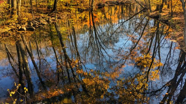 A river fills most of the screen. There is almost no current here; the surface looks more like a lake. Its lightly rippled surface mirrors the clear blue sky and the trees lining both banks. Their foliage is a blaze of golds and oranges. Many of the trees along the banks lean out over the river where there is less competition for sunshine. A few tilt quite sharply in that direction.