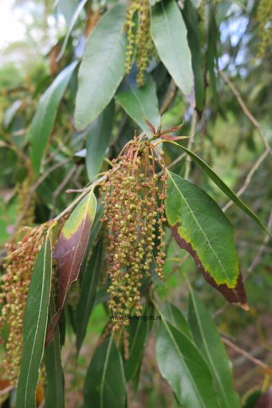 Photo of treespecies Quercus affinis : Category is lente-spring-fruhling-printemps-primavera