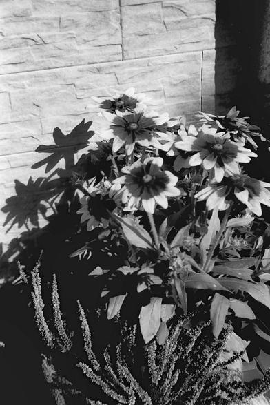Autman flower - Photo taken with a Rollei XF35 camera, Fomapan 200 ISO film