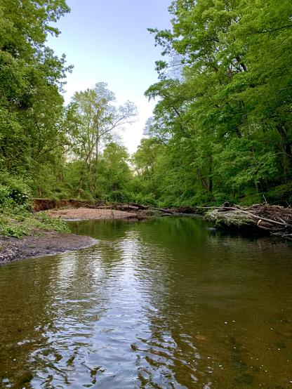 A view of a creek flowing through the woods on an evening. The sky is still bright. The right bank is lined with boulders, while the left bank features a flat, sandy area. The stream splits into two branches, separated by a pebble island in the middle.