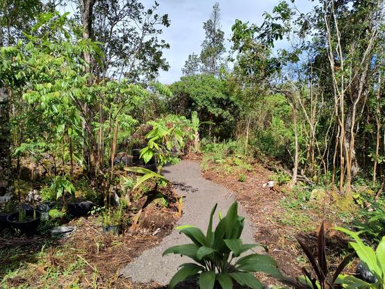 A tropical forest garden with a rock path in the middle.