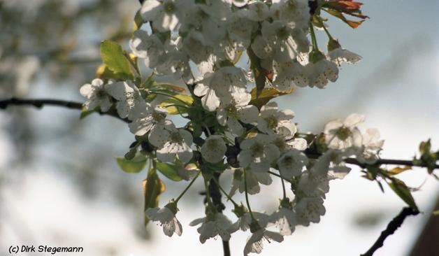 Frühling
