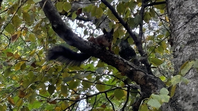 Picture of a curious squirrel sitting in a tree l-o-o-k-i-n-g at me