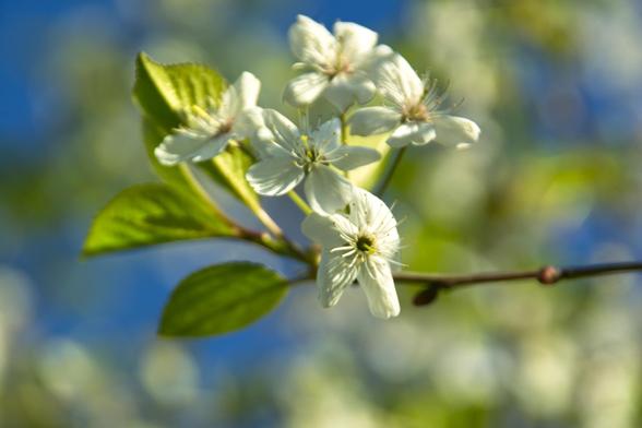 Cherry blossom