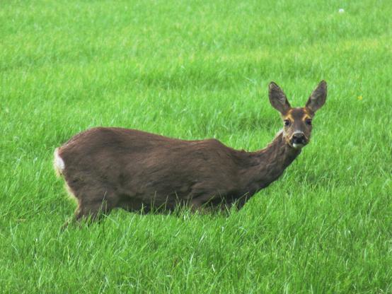 Ein Reh auf einer Wiese schaut erschrocken vom Grasen auf.