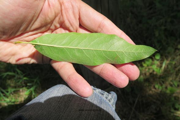 Photo of treespecies Quercus imbricaria : Category is blad-leaf-blatt-feuille-hoja