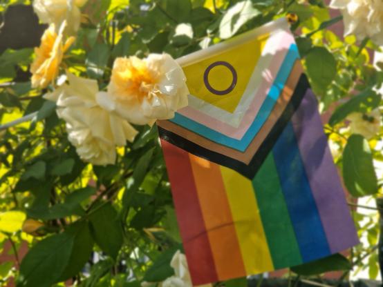 @Blickwinkel Das Bild zeigt eine Flagge, die an einem Ast mit weißen Rosen befestigt ist. Die Flagge ist das Transgender Pride Flag, auch bekannt als Trans Pride Flag. Sie besteht aus einem V-Formigen Muster in verschiedenen Farben: Gelb, Rosa, Weiß, Türkis, Braun, Schwarz, Rot, Orange, Grün, Blau und Lila. In der Mitte des V-Formigen Musters befindet sich ein Kreis in der Farbe Gelb. Die Flagge ist vor grünen Blättern und weißen Rosen im Hintergrund zu sehen, die im Sonnenlicht leuchten. Die Flagge symbolisiert die Transgender-Community und ihre Vielfalt.
―