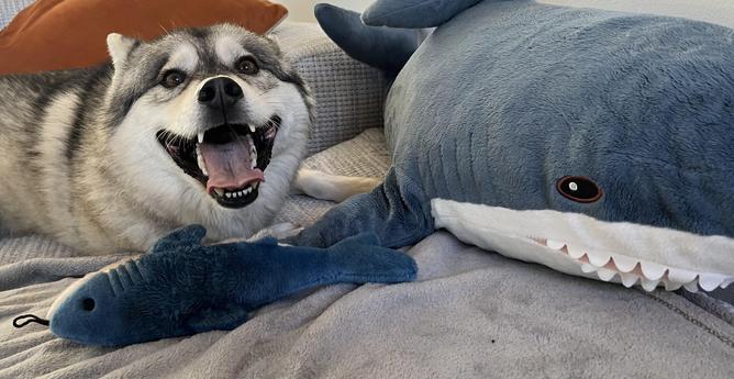 This image depicts an ikea blahaj being friendly with a husky dog.