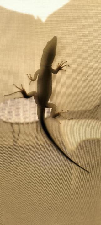A gecko climbing a net curtain... photographed through the net, looking at the underbelly