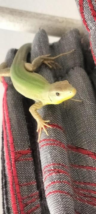 A yellow and greengecko hanging around on a grey and red curtain