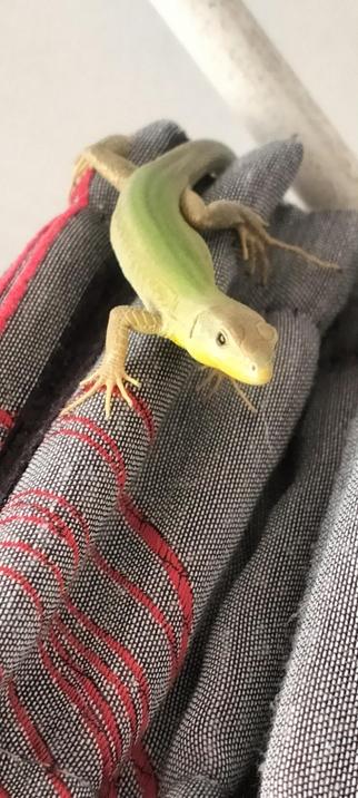 A yellow a green gecko hanging around on a grey and red curtain