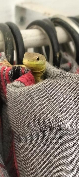 Goal achieved... yellow and green gecko just chilling out at the top of a grey and red door curtain