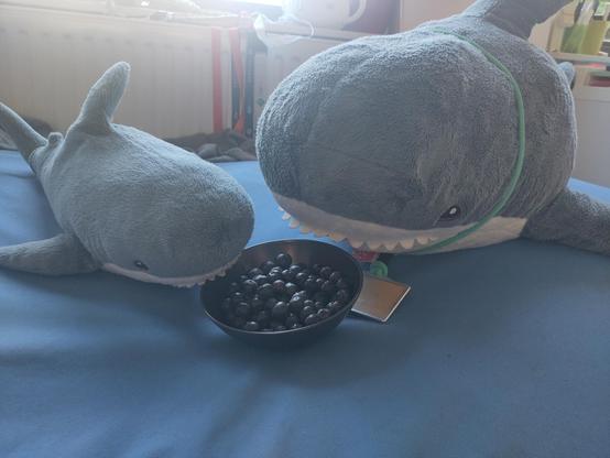 A Smolhaj cuddly shark and a Blåhaj cuddly shark sitting on a soft blue surface with a bowl with blueberries in between them. The Blåhaj has a key cord around their neck, on the key cord is a Dutch OV-chipkaart.

Bon appetite Smol Loki and Hapi! Going healthy today?