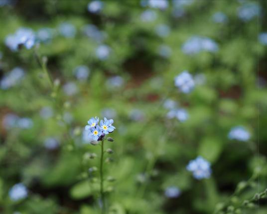 The image shows a close-up of small blue flowers, likely forget-me-nots, with a blurred green background. The main flower is in focus, showcasing its delicate petals and yellow centers.