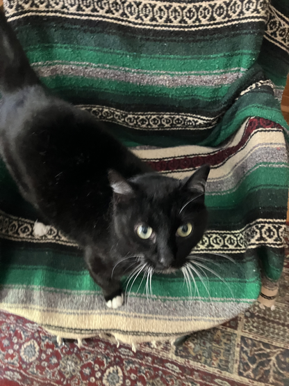 Library Cat Orcus, a tuxedo boy, standing, in the way, on my work chair … looking up at me, like, what work? Why work? It me!