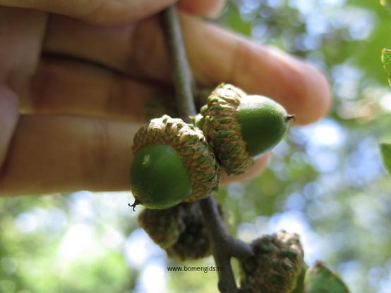Photo of treespecies Quercus ilicifolia : Category is vrucht-fruit-frucht-fruit-fruta
