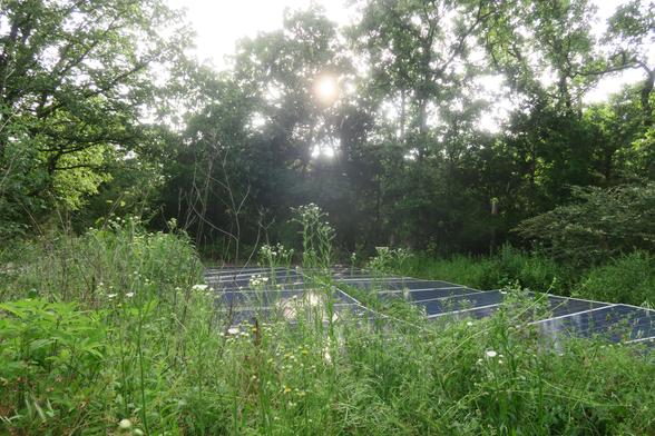 Dozens of solar panels on the ground as a solar garden within vibrant native wildflowers and pollinators