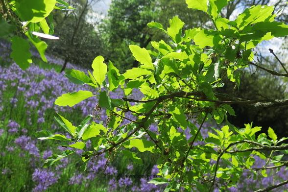 Photo of treespecies Quercus infectoria veneris : Category is foliage