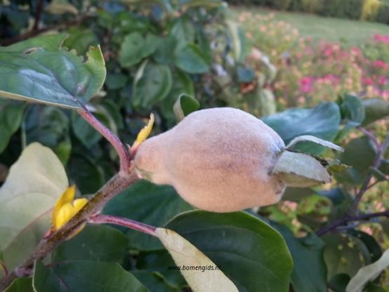 Photo of treespecies Cydonia oblonga : Category is vruchtjong