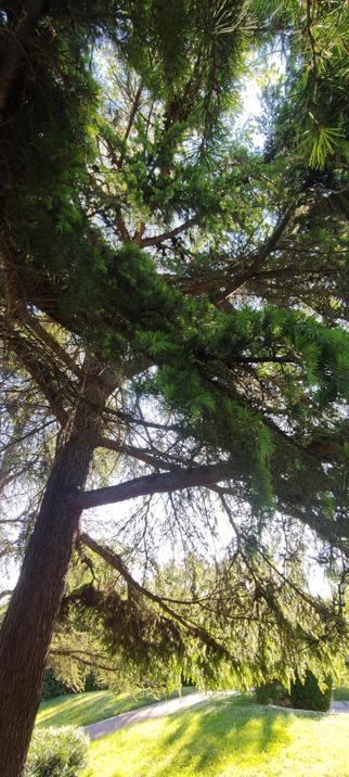 Vue en contre-plongée d’un grand pin aux longues branches ombragées. Le soleil filtre à travers les aiguilles vert tendre, projetant des ombres dansantes sur l’herbe jaune et la petite route en contrebas. Ambiance estivale paisible.