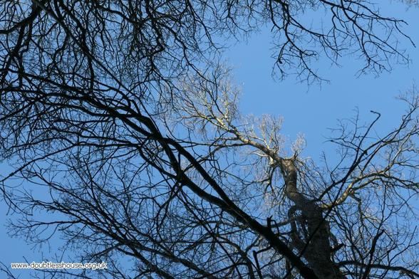 Photo of tree branches some, most dark, some caught in the sun
