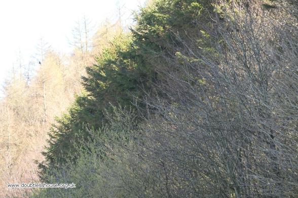 Photo of different species of trees caught in the sun