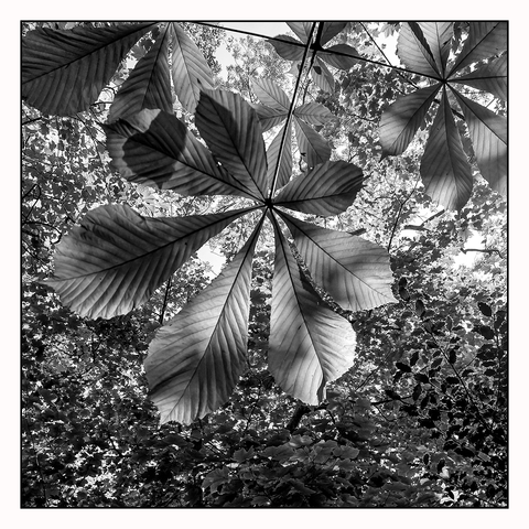 Looking upwards, you can see many layers of different shaped leaves from numerous woodland trees. Bright sunshine passes through, creating a dappled effect, and the structure of the closest bunch of is clearly visible.