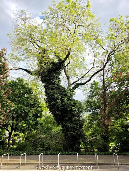 Im Zentrum des Bildes steht ein hoher, eindrucksvoll gewachsener Baum, vermutlich eine Gemeine Esche. Der Baum ist außergewöhnlich geformt: Sein mächtiger Stamm ist in dunkles, dichtes Efeu gehüllt, das sich spiralförmig nach oben windet wie ein grünes Kleid. Aus dem Efeumantel ragen weit ausladende, schräg stehende Äste hervor, die sich zum Teil fast horizontal über die Szene spannen.

Das frische Laub der Esche ist hellgrün, fein gefiedert und wirkt lichtdurchlässig – ein zarter Kontrast zum dunklen Efeu. Die Baumkrone ist locker verzweigt, fast wolkenartig. Umgeben ist der Baum von weiteren, ebenfalls belaubten Bäumen, darunter blühende Kastanien mit rosafarbenen Blütenkerzen links und rechts am Bildrand.

Der Himmel darüber ist teilweise bewölkt, aber Licht fällt freundlich durch die Wolken. Im Vordergrund ist eine gepflasterte Straße mit Fahrradbügeln zu sehen. Am unteren Bildrand steht in türkisfarbener Schrift: „F.loki ~ Enjoy the moment“ – eine Einladung zum bewussten Innehalten.

Die Szenerie strahlt eine märchenhafte, beinahe verwunschene Atmosphäre aus – der Baum wirkt lebendig, als könnte er sich jeden Moment in Bewegung setzen.