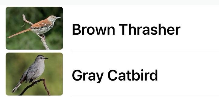 The names brown thrasher and grey catbird. These are the birds I immediately heard when I arrived here to take a picture.