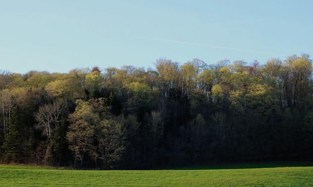 Photograph of a forest at the end of a bright green field visible at the bottom, under a clear blue sky above, where a plane and its trail are tracing a white line. The trees have subtle spring colours, as their leaves are still opening.