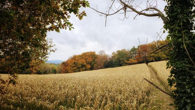 A wide shot of a golden field under a cloudy sky, bordered by trees with autumn foliage on the left and in the distance. A faint path is visible through the field, leading towards a line of colourful trees. A bare tree branch and some green ivy frame the right side of the image.