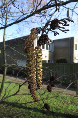 Photo of treespecies Alnus glutinosa : Category is bloem-flower-blume-fleur-flor