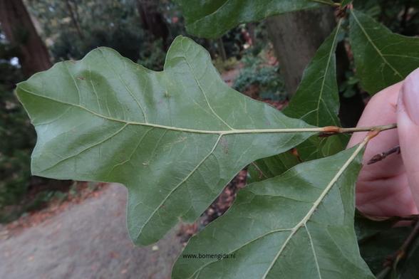 Photo of treespecies Quercus georgiana : Category is kenmerk