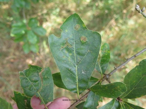 Photo of treespecies Quercus pontica x robur hickelii : Category is blad-leaf-blatt-feuille-hoja