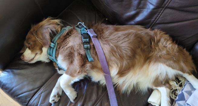 A small, floofy brown and white dog lying on his side on a sofa as if asleep but with his eyes open, wearing a leashed harness, pretending I'm not standing directly over him