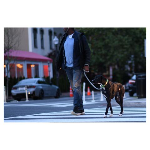Man crossing the street walking his dog