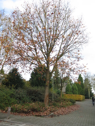 Photo of treespecies Quercus frainetto : Category is winter